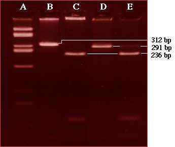 Gel H ras with mutations